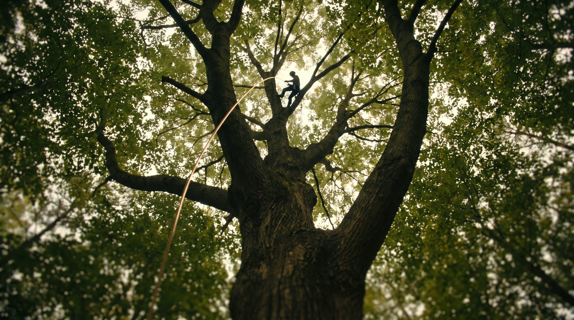 A climber working high in a golden tree canopy, silhouetted against evening light