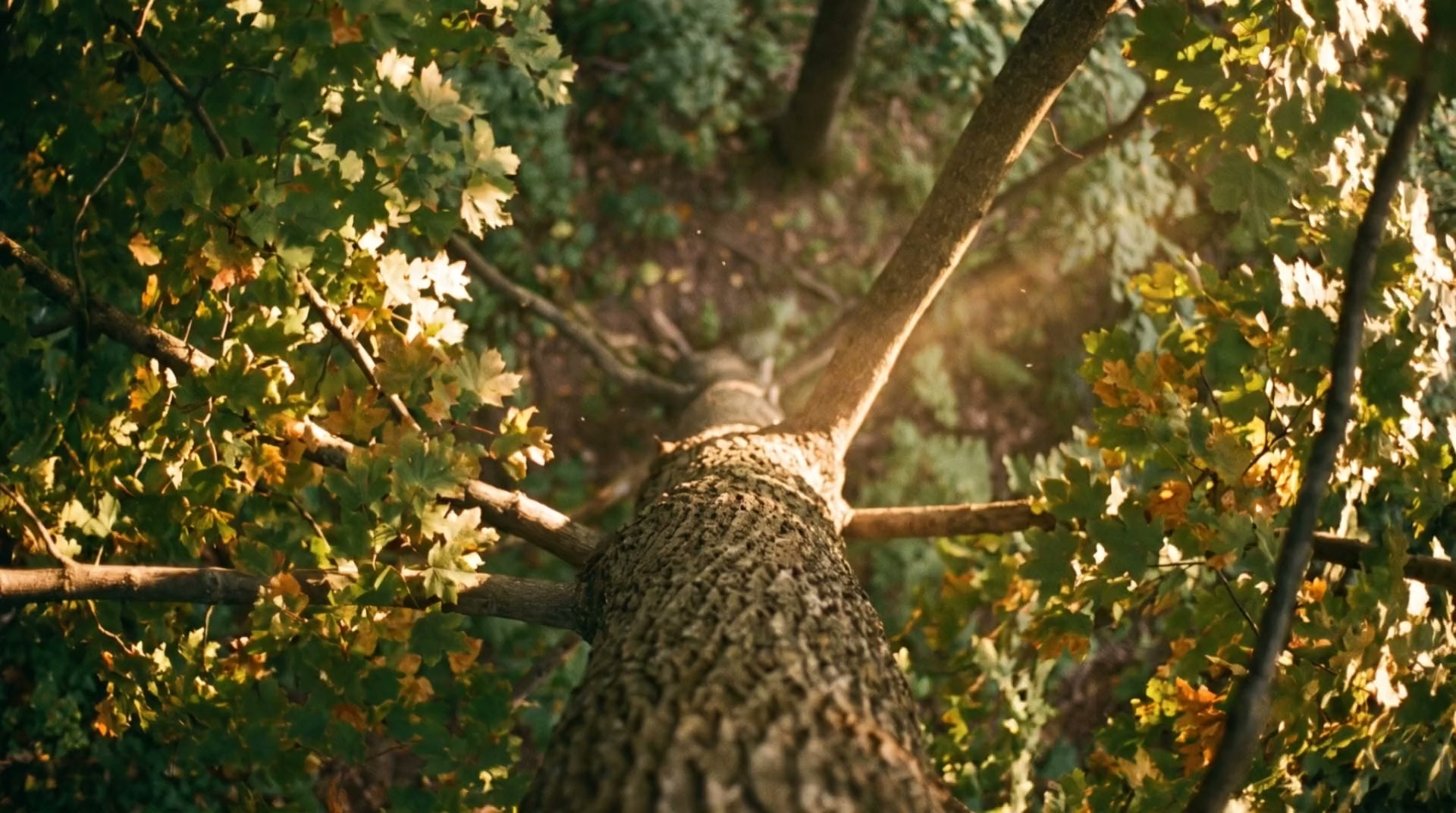 Looking down the trunk of a tall maple from high in its golden canopy