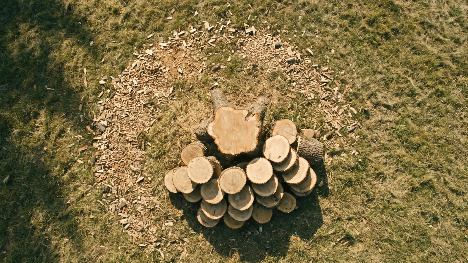 Bucked rounds beside a fresh stump, seen from above
